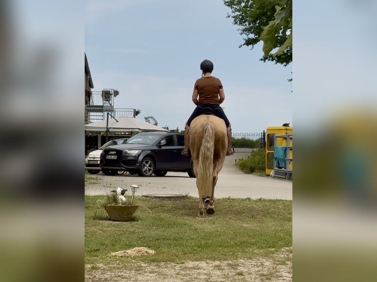 Lusitano Gelding 13 years 16,1 hh Palomino in Warendorf