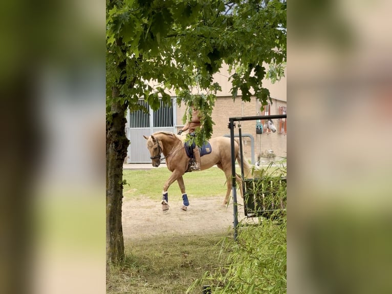 Lusitano Gelding 13 years 16,1 hh Palomino in Warendorf