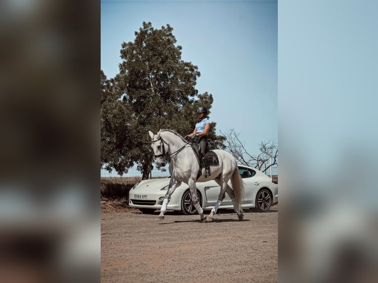 Lusitano Gelding 13 years 16,1 hh White in Badajoz
