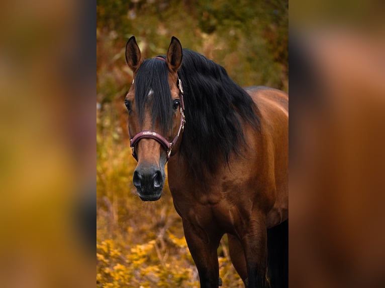 Lusitano Gelding 14 years 15,1 hh Brown in Nettersheim