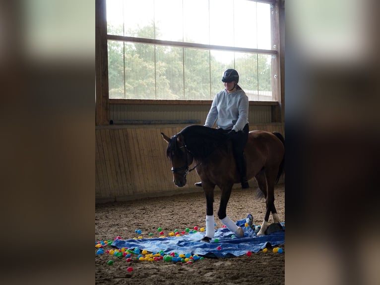 Lusitano Gelding 14 years 15,1 hh Brown in Nettersheim