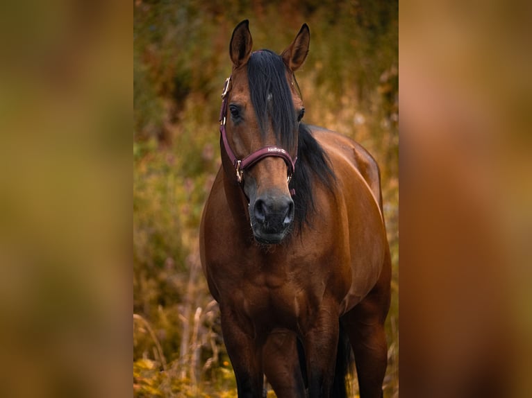 Lusitano Gelding 14 years 15,1 hh Brown in Nettersheim