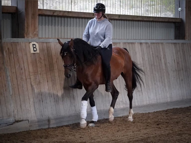 Lusitano Gelding 14 years 15,1 hh Brown in Nettersheim