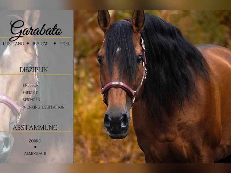 Lusitano Gelding 14 years 15,1 hh Brown in Nettersheim