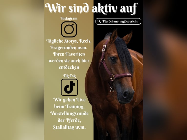 Lusitano Gelding 14 years 15,1 hh Brown in Nettersheim