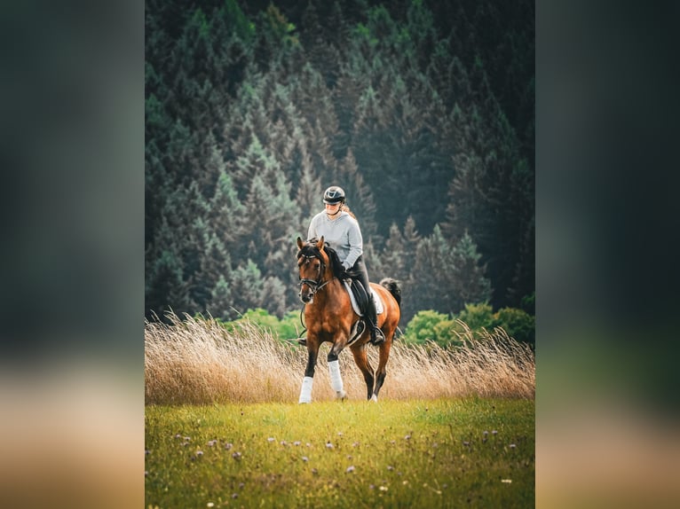Lusitano Gelding 14 years 15,1 hh Brown in Nettersheim