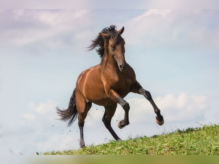 Lusitano Gelding 14 years 15,2 hh Brown in Goldingen