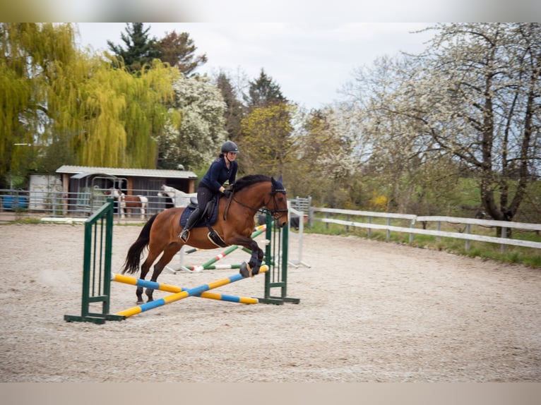 Lusitano Gelding 14 years 15,1 hh Brown in Leipzig