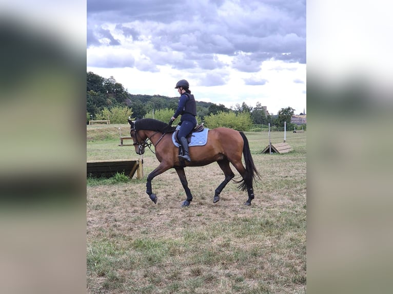 Lusitano Gelding 14 years 15,1 hh Brown in Leipzig