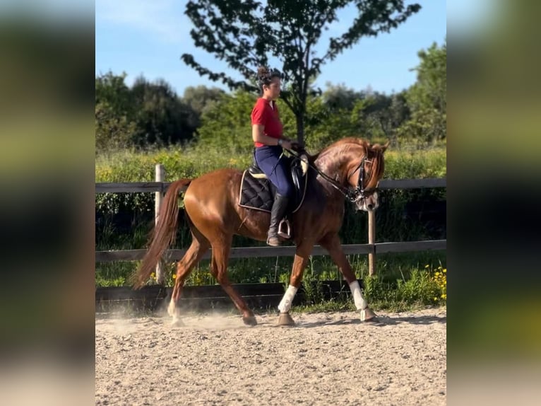 Lusitano Gelding 14 years 15,2 hh Chestnut in Seia