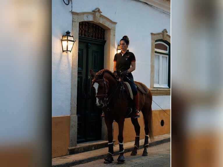 Lusitano Gelding 14 years 15,2 hh Chestnut in Seia