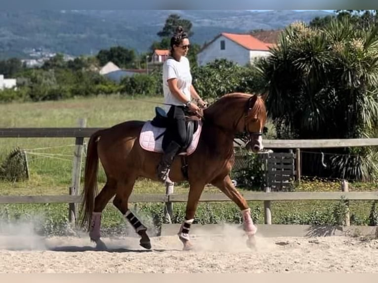 Lusitano Gelding 14 years 15,2 hh Chestnut in Seia