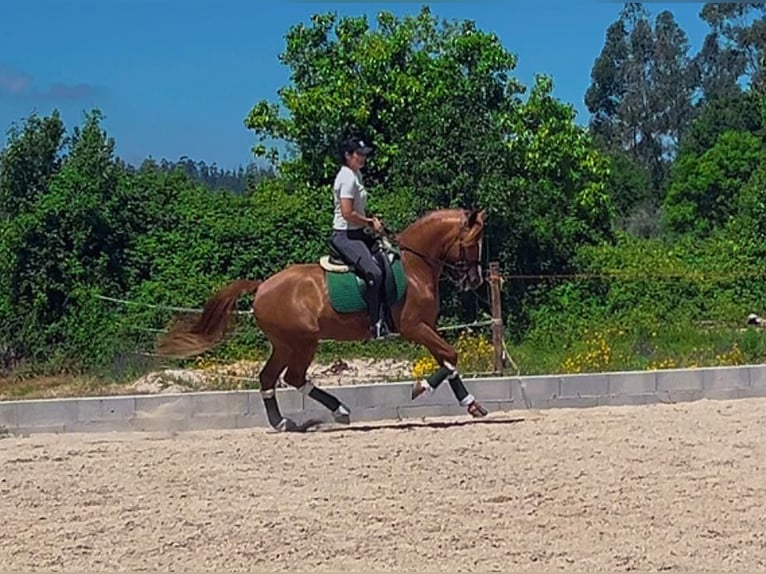 Lusitano Gelding 14 years 15,2 hh Chestnut in Seia