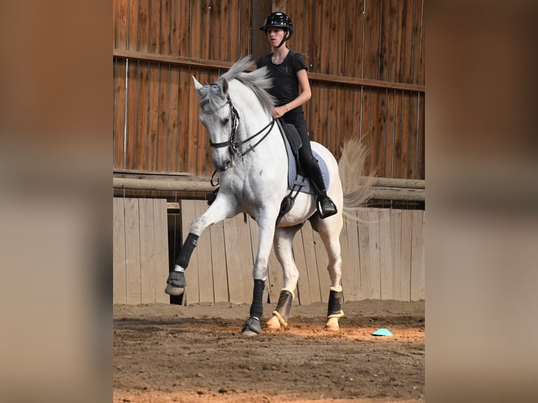Lusitano Gelding 14 years 16.1 hh Grey in Ain