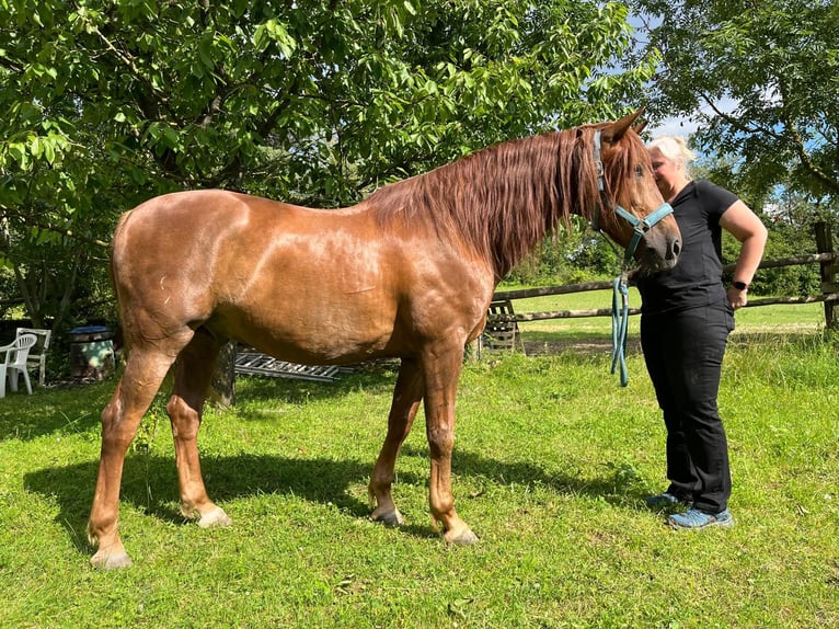 Lusitano Gelding 14 years 16 hh Chestnut-Red in Karlsruhe