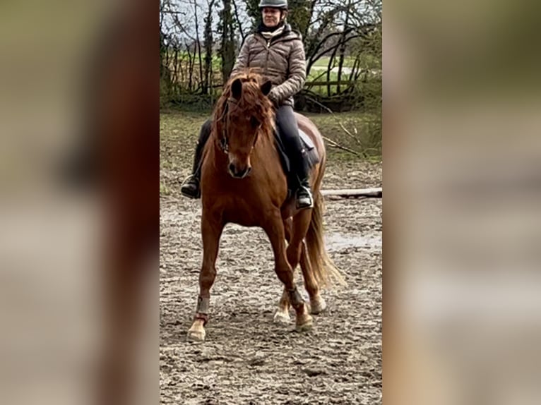 Lusitano Gelding 14 years 16 hh Chestnut-Red in Karlsruhe