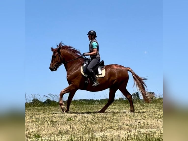 Lusitano Gelding 14 years 16 hh Chestnut-Red in Karlsruhe