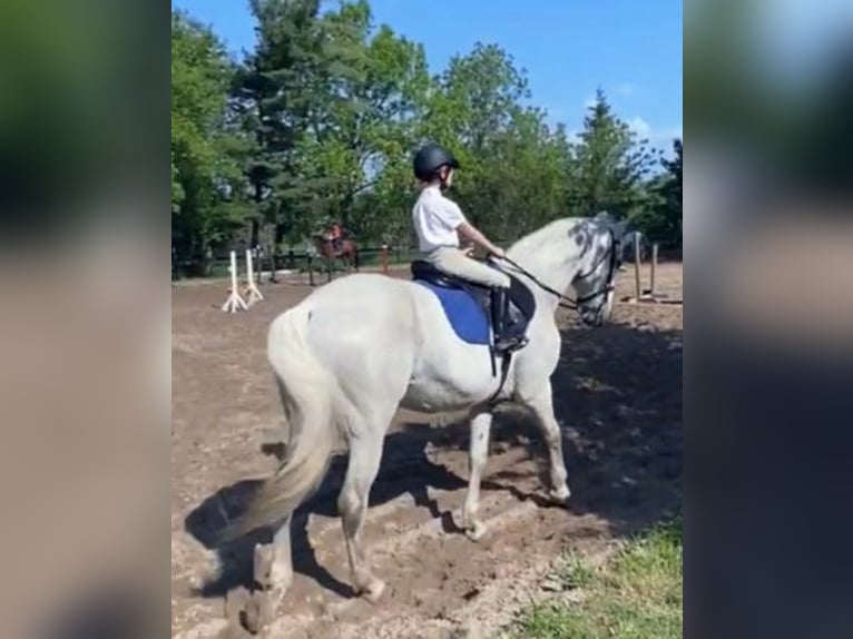 Lusitano Gelding 14 years 16 hh Grey-Fleabitten in South Lyon