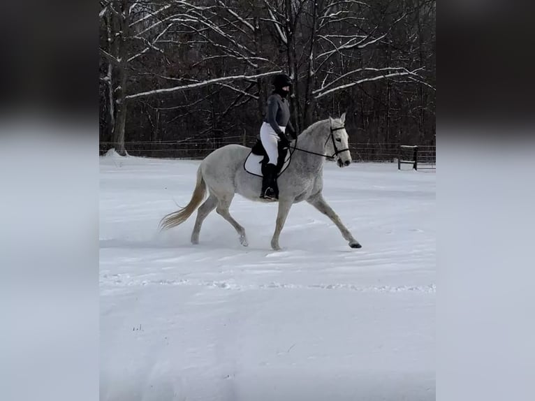 Lusitano Gelding 14 years 16 hh Grey-Fleabitten in South Lyon