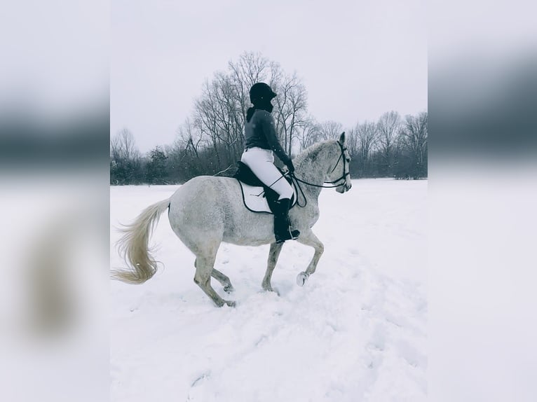 Lusitano Gelding 14 years 16 hh Grey-Fleabitten in South Lyon