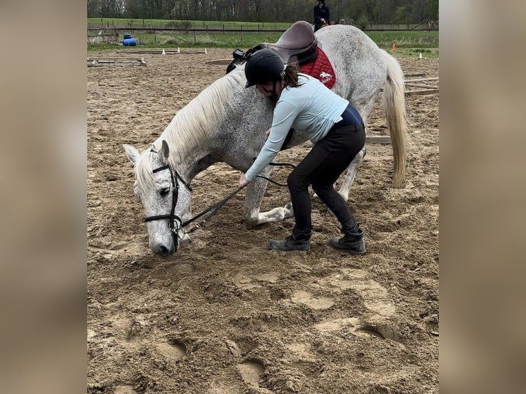 Lusitano Gelding 14 years 16 hh Grey-Fleabitten in South Lyon