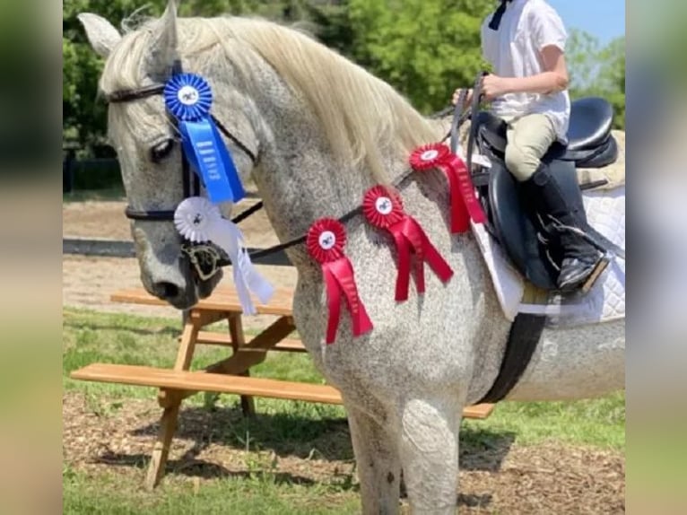 Lusitano Gelding 14 years 16 hh Grey-Fleabitten in South Lyon