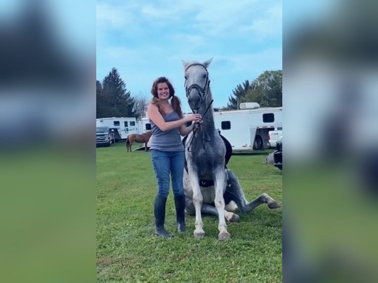 Lusitano Gelding 14 years 16 hh Grey-Fleabitten in South Lyon