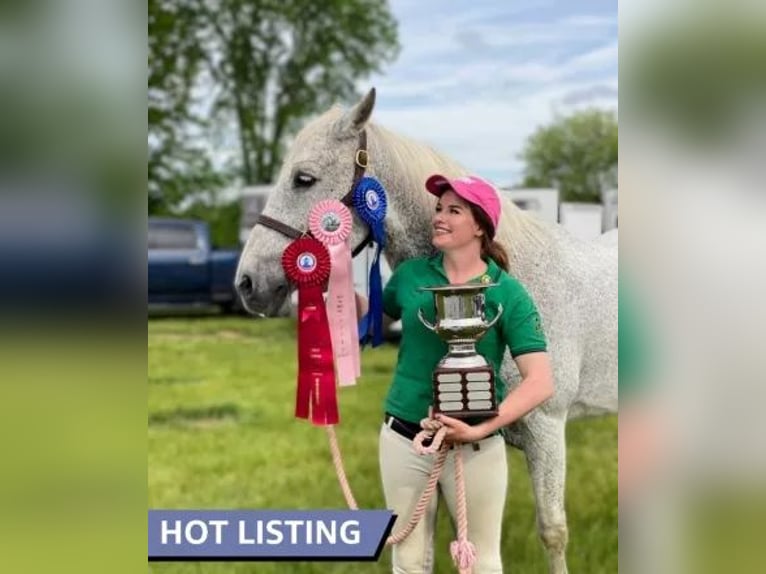 Lusitano Gelding 14 years 16 hh Grey-Fleabitten in South Lyon
