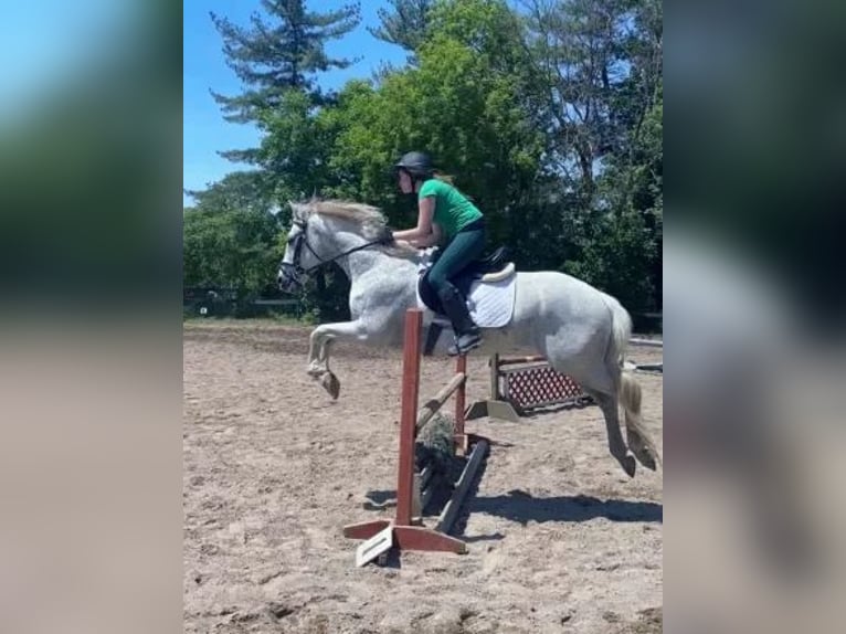 Lusitano Gelding 14 years 16 hh Grey-Fleabitten in South Lyon