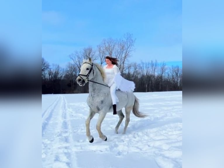 Lusitano Gelding 14 years 16 hh Grey-Fleabitten in South Lyon