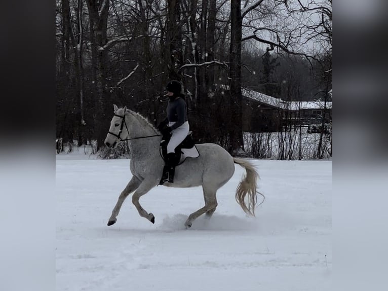Lusitano Gelding 14 years 16 hh Grey-Fleabitten in South Lyon