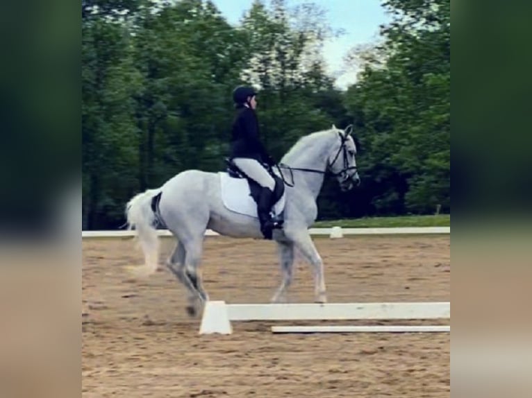 Lusitano Gelding 14 years 16 hh Grey-Fleabitten in South Lyon