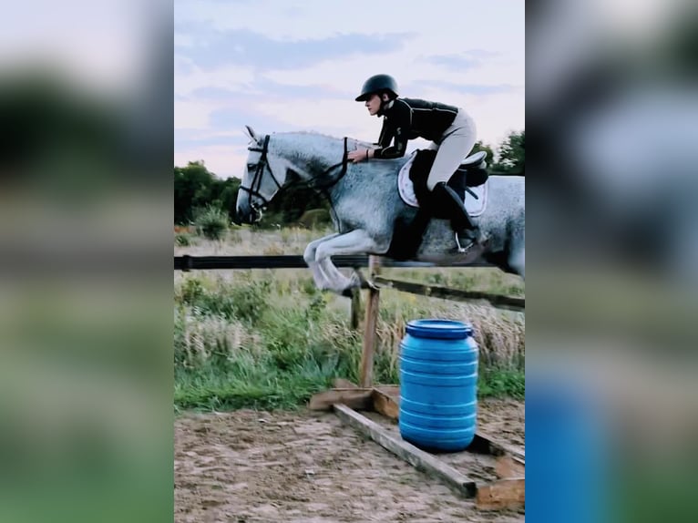 Lusitano Gelding 14 years 16 hh Grey-Fleabitten in South Lyon