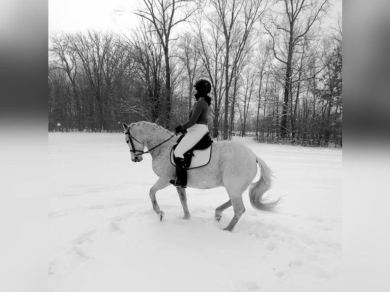 Lusitano Gelding 14 years 16 hh Grey-Fleabitten in South Lyon