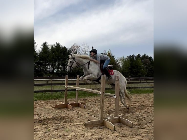 Lusitano Gelding 14 years 16 hh Grey-Fleabitten in South Lyon