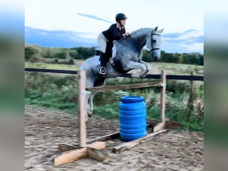 Lusitano Gelding 14 years 16 hh Grey-Fleabitten in South Lyon