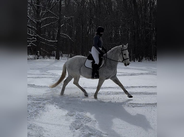 Lusitano Gelding 14 years 16 hh Grey-Fleabitten in South Lyon