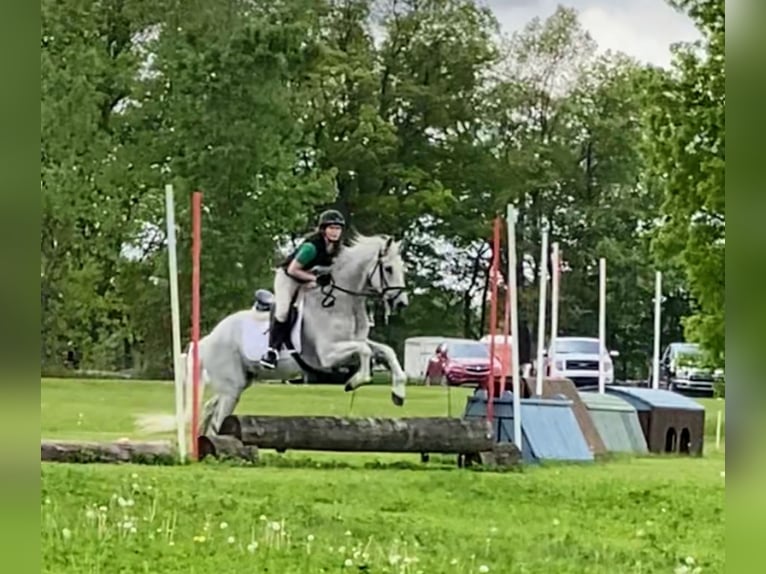 Lusitano Gelding 14 years 16 hh Grey-Fleabitten in South Lyon