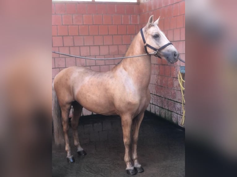 Lusitano Gelding 15 years 15.2 hh Palomino in Speyer