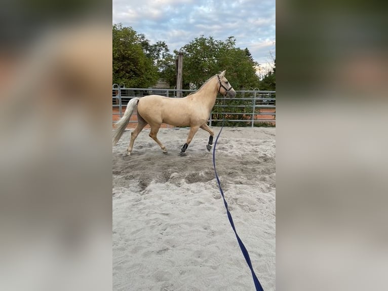 Lusitano Gelding 15 years 15.2 hh Palomino in Speyer