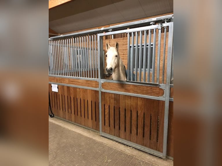 Lusitano Gelding 15 years 15.2 hh Palomino in Speyer