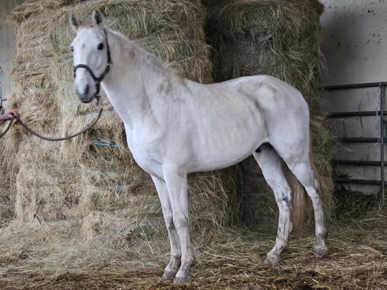 Lusitano Mix Gelding 15 years 15 hh Grey in Niddatal