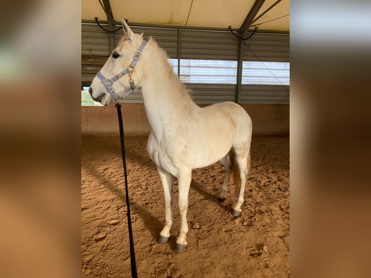Lusitano Mix Gelding 15 years 15 hh Grey in Niddatal