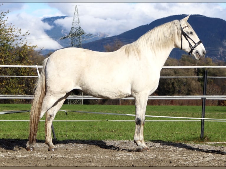 Lusitano Gelding 15 years 15,1 hh Grey in Kirchbichl Lusitano Gelding 15 years 15,1 hh Grey in Kirchbichl