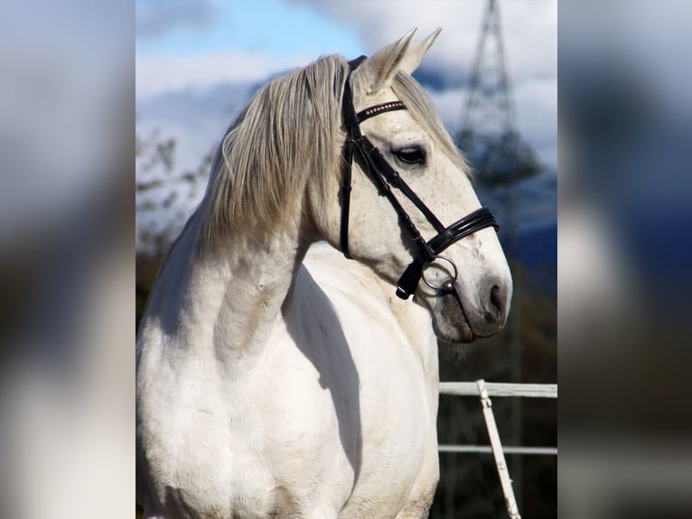 Lusitano Gelding 15 years 15,1 hh Grey in Kirchbichl Lusitano Gelding 15 years 15,1 hh Grey in Kirchbichl