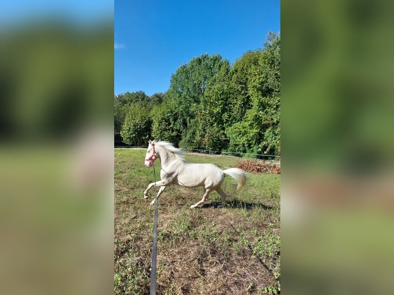 Lusitano Gelding 15 years 15,2 hh Cremello in Amarante