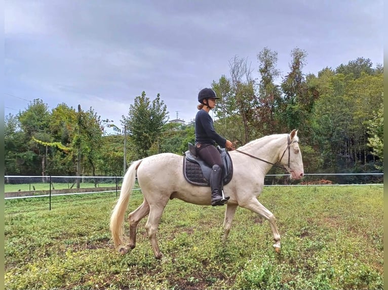 Lusitano Gelding 15 years 15,2 hh Cremello in Amarante