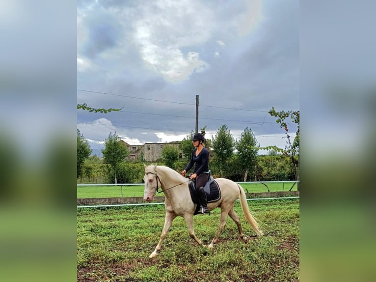 Lusitano Gelding 15 years 15,2 hh Cremello in Amarante