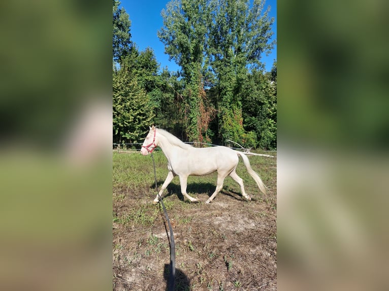 Lusitano Gelding 15 years 15,2 hh Cremello in Amarante