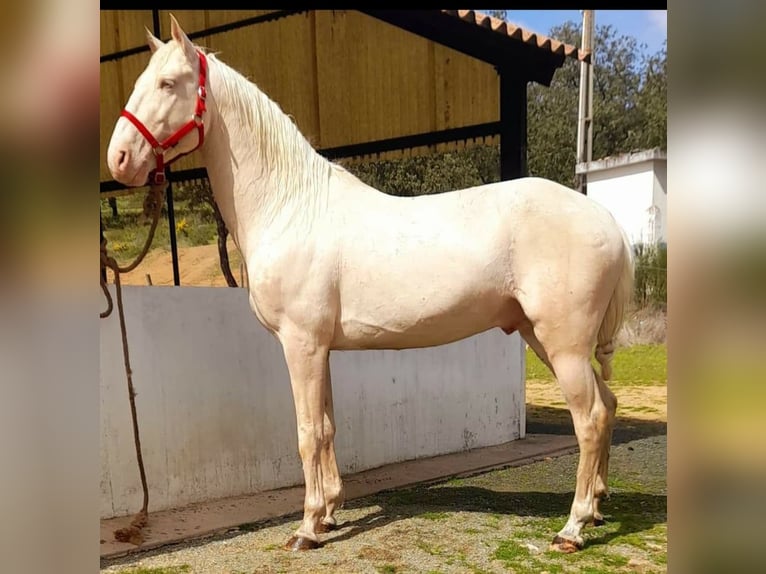 Lusitano Gelding 15 years 15,2 hh Cremello in Amarante